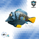 OXIGENADOR PEZ DORY